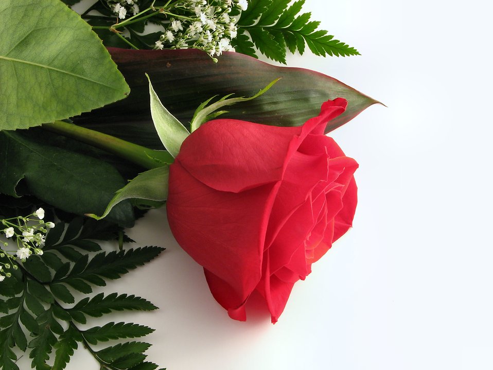 Closeup of a red rose with a white background.