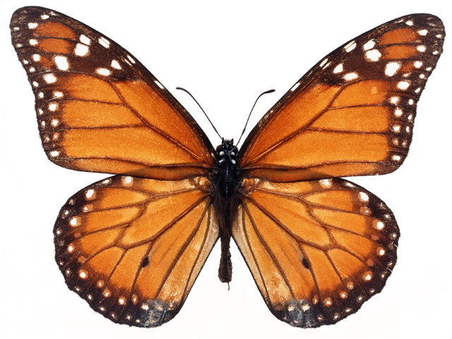 An Orange Butterfly Isolated On A White Background