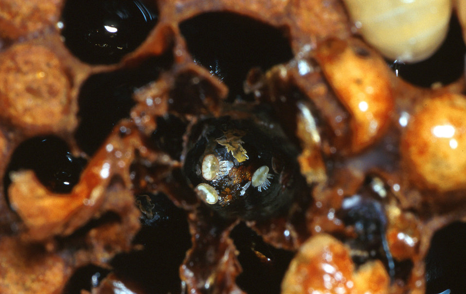 A family of varroa mites found at the bottom of a honey bee brood cell.
