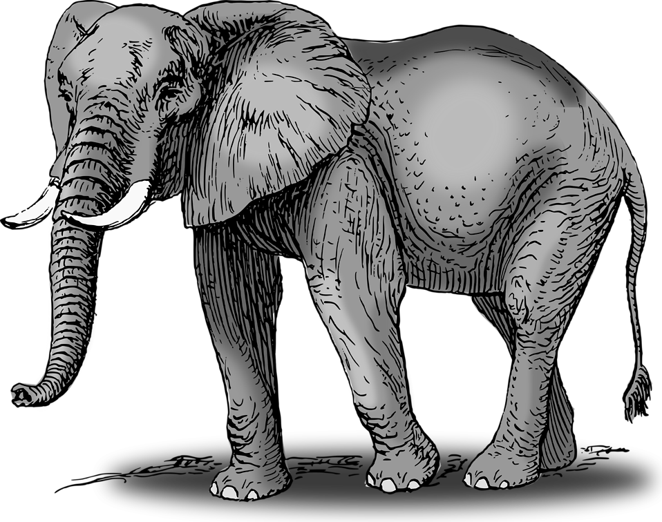Elephant | Free Stock Photo | Illustration of an elephant ...