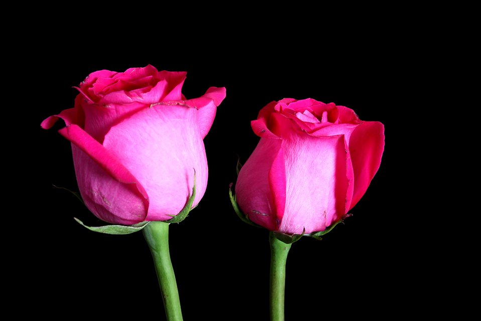 Stock Photography Free on Free Stock Photos   Two Pink Roses Isolated On A Black Background