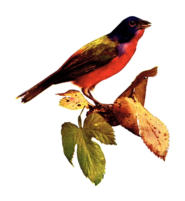 free clipart of vintage birds - photo #29