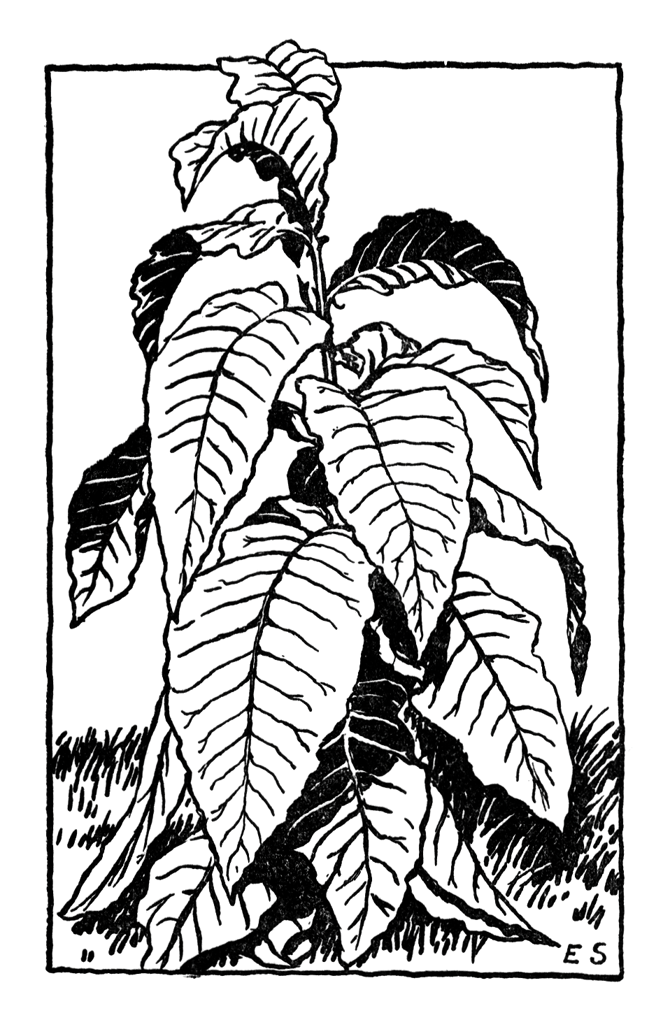 clip art tobacco leaf - photo #19