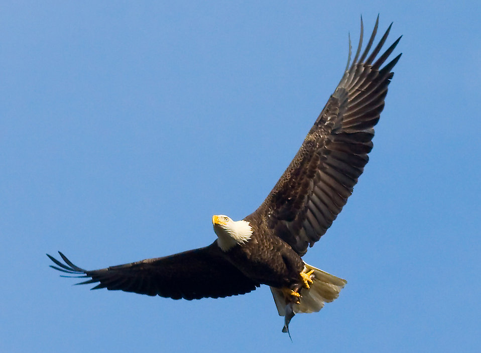 A Bald Eagle flying with a Fish Rights of Voters