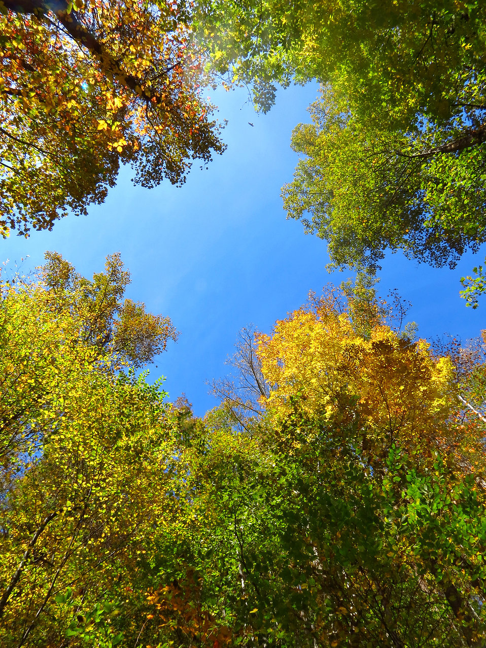 Trees | Free Stock Photo | Colorful autumn tree tops | # 17583