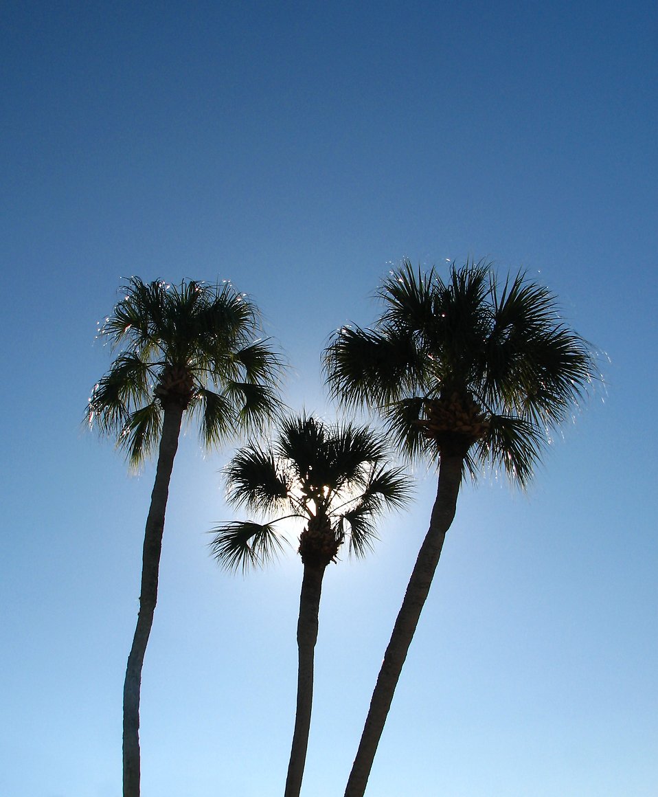 palm trees pictures. Free Stock Photo: Palm Tree