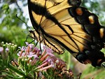 Free Stock Photo: Closeup of yellow butterfly