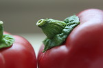 Free Stock Photo: Close-up of red chili peppers