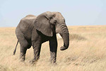 Free Stock Photo: An elephant in the wild