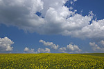 Free Stock Photo: A field and cloudy blue sky landscape
