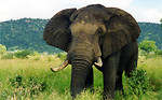 Free Stock Photo: An elephant in the wild