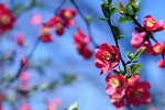 Free Stock Photo: Red flowers on a tree branch