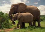Free Stock Photo: An elephant with a calf