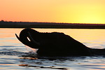 Free Stock Photo: Silhouette of an elephant at sunset
