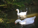 Free Stock Photo: A pair of geese swimming on the water