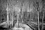 Free Stock Photo: Winter Forest