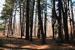 Free Stock Photo: Forest Glen