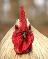Free Stock Photo: Close-up of a rooster