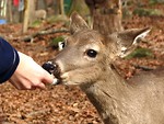 Free Stock Photo: A person hand feeding a deer in the woods