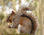 Free Stock Photo: Close-up of a squirrel eating a nut