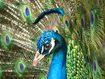 Free Stock Photo: Close-up of a colorful peacock