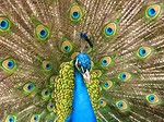 Free Stock Photo: Close-up of a colorful peacock