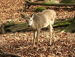 Free Stock Photo: Close-up of a fawn in the woods