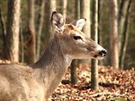 Free Stock Photo: Close-up of a deer in the woods