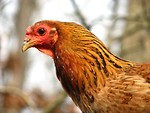 Free Stock Photo: Close-up of a chicken