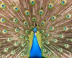 Free Stock Photo: Close-up of a colorful peacock