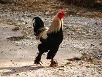 Free Stock Photo: A rooster walking