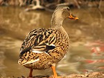 Free Stock Photo: Close-up of a duck standing by a stream