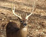 Free Stock Photo: A buck in the woods