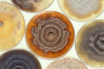 Free Stock Photo: Phomopsis mold cultures in petri dishes