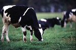 Free Stock Photo: A black and white cow grazing in a field