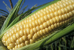 Free Stock Photo: Close-up of an ear of corn in a field