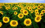 Free Stock Photo: Sunflowers in a field