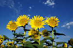 Free Stock Photo: Yellow sunflowers in a field with a blue sky background