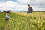 Free Stock Photo: Agricultural engineers examining a wheat field