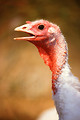 Free Stock Photo: Close-up of a large white female turkey