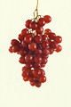 Free Stock Photo: A bunch of grapes isolated on a white background