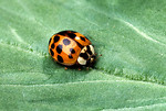 Free Stock Photo: An orange ladybug on a green leaf