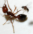 Free Stock Photo: Close-up of a parasitic phorid fly and a fire ant