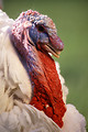 Free Stock Photo: Close-up of a large white male turkey