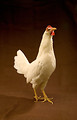 Free Stock Photo: A white leghorn chicken