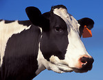 Free Stock Photo: Close-up of a black and white cow