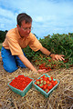 Free Stock Photo: A man collecting wild strawberries