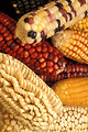 Free Stock Photo: Close-up of various colored and shaped ears of corn