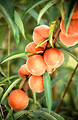 Free Stock Photo: Flameprince peaches growing on a tree
