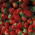Free Stock Photo: A bunch of red Chandler strawberries